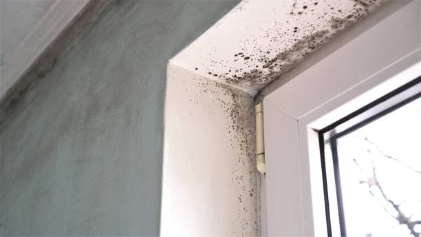 Best Residential Mold Remediation in Bradfordville, FL
